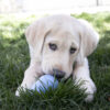 KONG Puppy - XSmall - Image 5