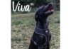 Ancol Viva Mesh Dog Comfort Harness - Black - Image 3