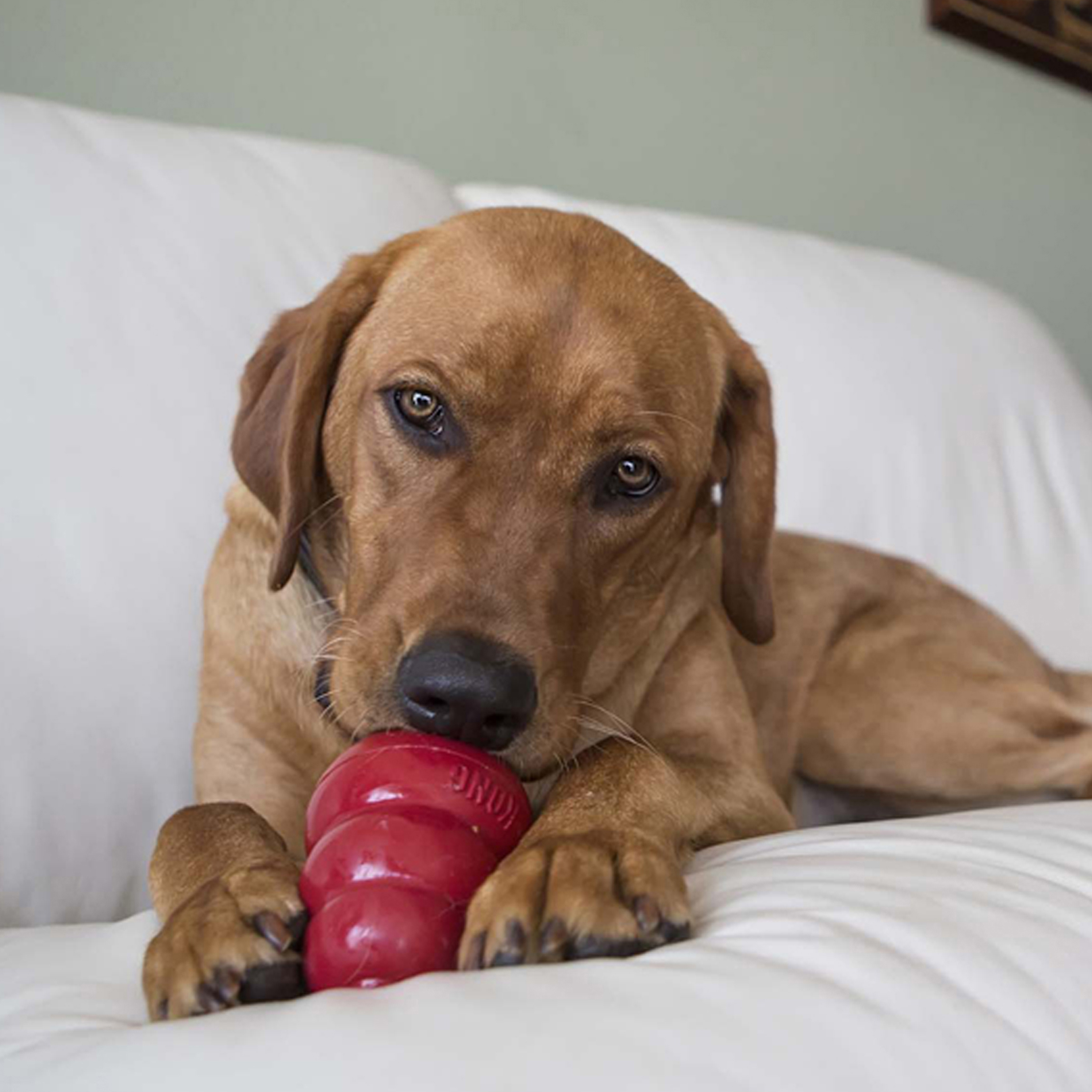 KONG Easy Treat - Peanut Butter - Image 3