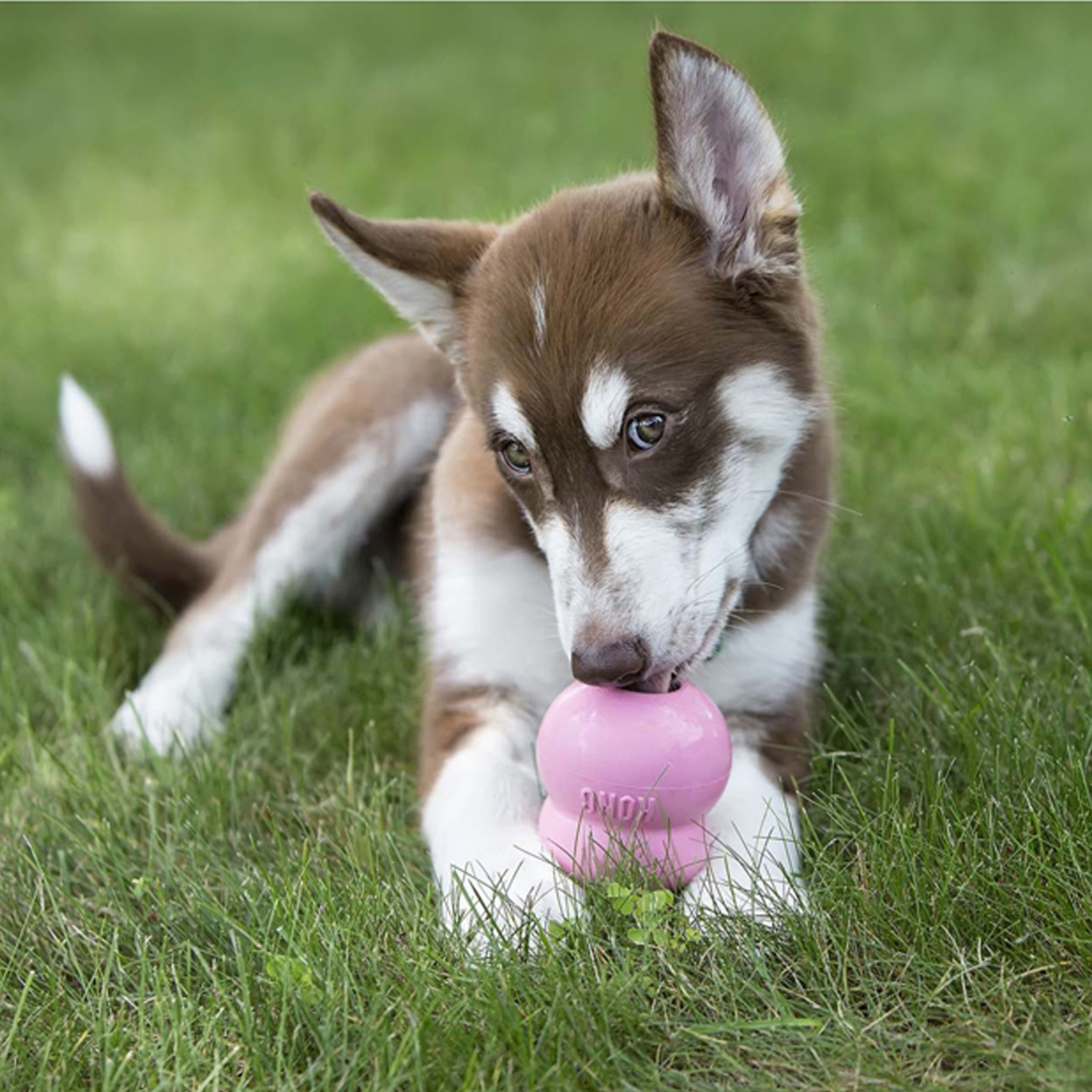 KONG Easy Treat - Puppy - Image 3